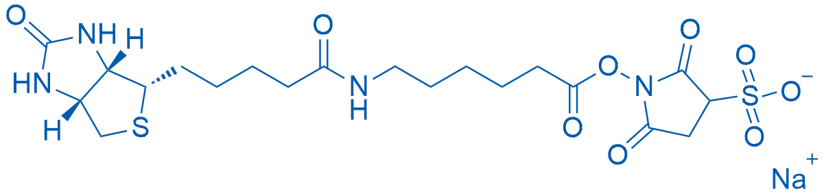 磺基-NHS-LC-生物素钠盐 结构式
