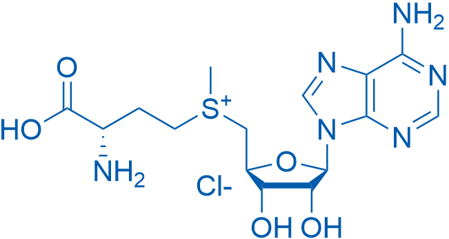 ((S)-3-氨基-3-羧丙基)(((2S,3S,4R,5R)-5-(6-氨基-9H-嘌呤-9-基)-3,4-二羟基四氢呋喃-2-基)甲基)(甲基)锍氯化物 结构式